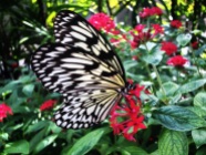 Fairchild butterflies